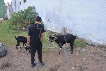 La feria de ganado, atractivo principal de la jornada matutina en Jinámar (Foto Antonio Alí y Francisco Javier Santana)